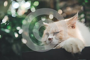 Cute white Persian cat lying on floor outdoor, pet and animal