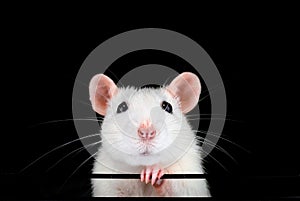 Cute white pet rat portrait with black background.