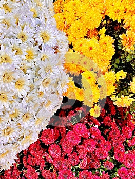 Cute White, Pink And Yellow Colorful Wedding Flowers photo