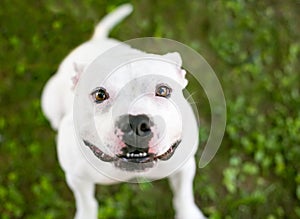 A cute white Pit Bull Terrier mixed breed dog looking up