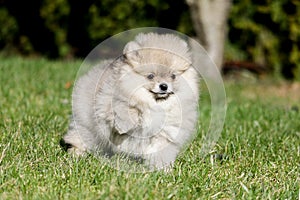 Cute white pomeranian spitz puppy in summer day