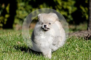 Cute white pomeranian spitz puppy in summer day