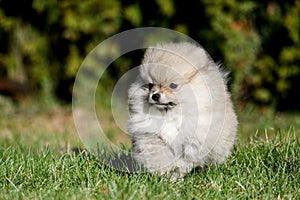 Cute white pomeranian spitz puppy in summer day