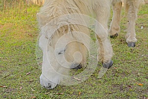 Cute white pony grazing in a greenn meadow