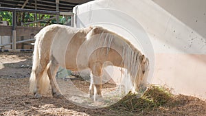 A cute white pony with pigtails on its mane is eating fresh hay against a soft pink wall on a sunny day. A wonderful
