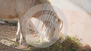 A cute white pony with pigtails on its mane is eating fresh hay against a soft pink wall on a sunny day. A wonderful