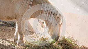 A cute white pony with pigtails on its mane is eating fresh hay against a soft pink wall on a sunny day. A wonderful