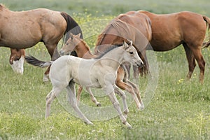 Cute white pony at play