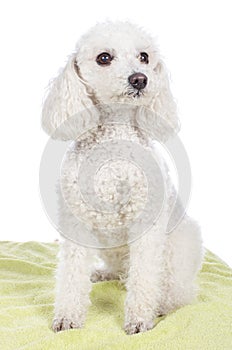 Cute white poodle photo