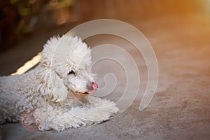 Cute white poodle dog