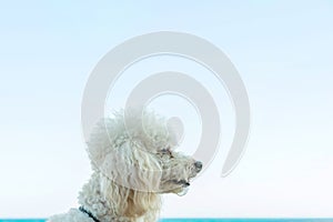 Cute white puffy poodle dog looking in the distance waiting for the owner. Blue sky sea ocean background. Calm tranquil pose