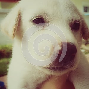 Cute white puppy