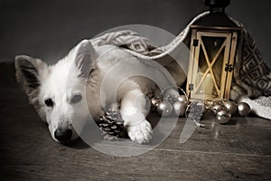 Cute white puppy with christmas decoration