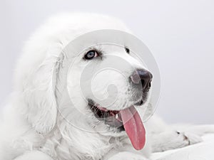 Cute white puppy dog lying on bed.