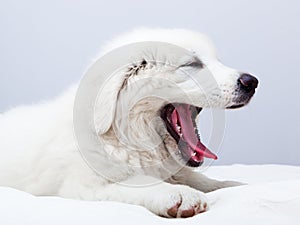 Cute white puppy dog lying on bed and yawning.