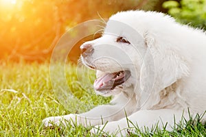 Cute white puppy dog lying on grass.