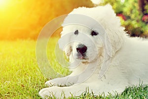 Cute white puppy dog lying on grass. Polish Tatra Sheepdog