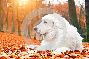 Cute white puppy dog lying in leaves in autumn forest.