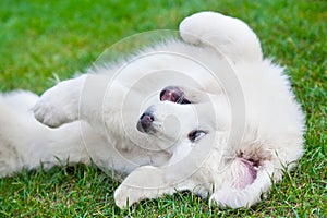 Cute white puppy dog playing on grass. Polish Tatra Sheepdog