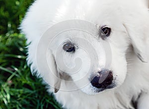 Cute white puppy dog portrait. Polish Tatra Sheepdog