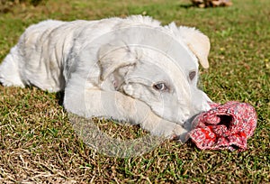 Cute white puppy dog, similar Labrador, is chewing the wool sock in the garden