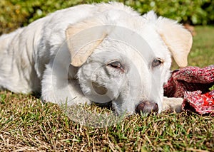 Cute white puppy dog, similar Labrador, is chewing the wool sock in the garden