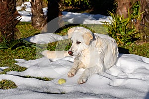 Cute white puppy dog, similar Labrador, lying on the snow in the garden