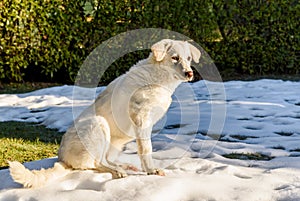 Cute white puppy dog, similar Labrador, sitting on the snow in the garden