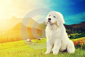 Cute white puppy dog sitting in mountains