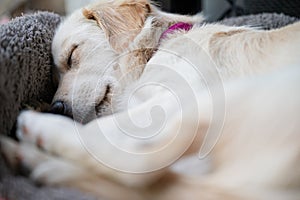 Cute white puppy dog sleeping