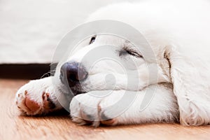 Cute white puppy dog sleeping on wooden floor.