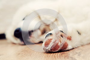 Cute white puppy dog sleeping on wooden floor