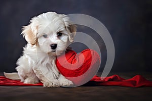 cute white puppy holding red heart in paws