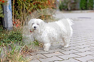 Cute white puppy, Maltese dog breed, running in garden, happy and healthy dog