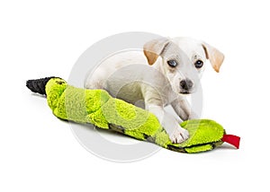 Cute White Puppy With Toy