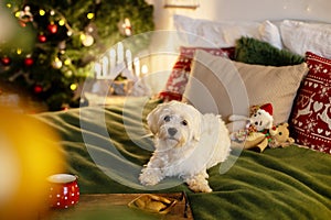 Cute white purebreed maltese dog, pet, playing in decorated Christmas room