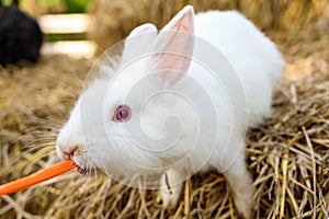 Cute white rabbit bunny domestic pet eating carrot on hay. Rabbit farm