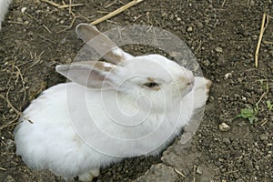 Cute white rabbit on the dug-hole area