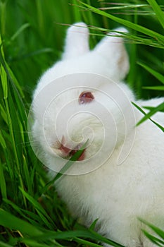 Cute white rabbit eats grass