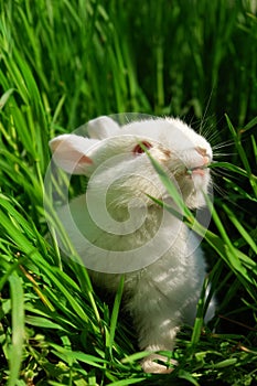 Cute white rabbit eats grass