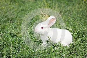 Cute white rabbit in green