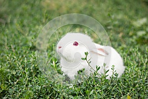 Cute white rabbit in green