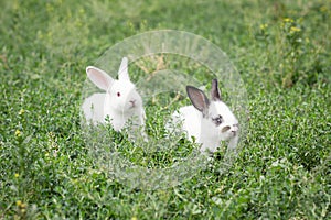 Cute white rabbit in green