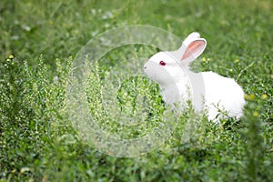 Cute white rabbit in green