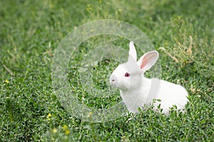 Cute white rabbit in green