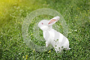 Cute white rabbit in green