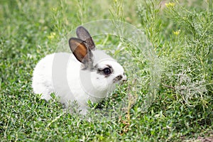 Cute white rabbit in green