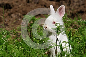 Cute white rabbit hides on grass