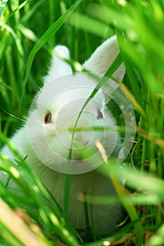 Cute white rabbit hides on grass