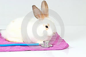 Cute white rabbit with long brown ears with doctor stethoscope veterinary on white background, sick and injured bunny pet has
